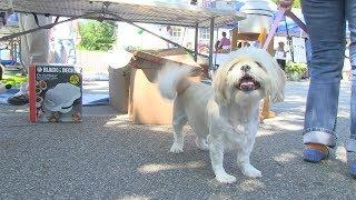 PCN Kingston Animal Hospital’s Animal Care Fund Totals