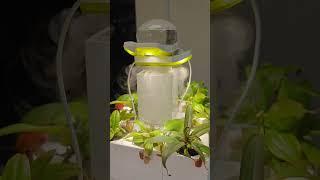 Nepenthes growing kit #carnivorousplants  #sarraceniapitcherplant #nepenthes #pitcher #growingkit