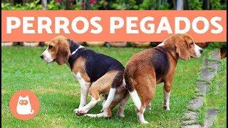 Perros pegados después de aparearse, ¿cuál es la razón?