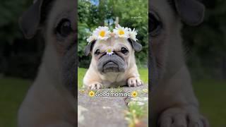 Ultimate Lazy Morning Routine for Pugs (and Humans!)