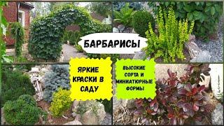 Барбарисы.Высокие сорта и миниатюрные формы.