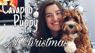 Cavapoo Puppy at Christmas | DOG VLOG 5