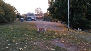 пьяный парк.американский бульдог мах