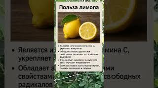  ПОЛЬЗА ЛИМОНА — ВИТАМИННАЯ ПОДДЕРЖКА ДЛЯ ВСЕЙ СЕМЬИ