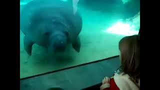 Manatee nose smush with honk sound effect