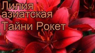 Лилия азиатская горшечная (lilium asiatic tiny rocket)  лилия обзор: как сажать луковицы лилии