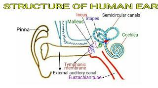 Structure of Human Ear | Pravin Bhosale