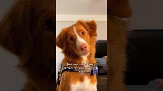 Just two cuties staring at each other  #doglover #dog #cutedog