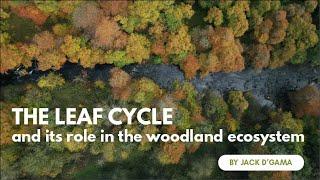 The Leaf Cycle and its Role in the Woodland Ecosystem