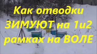 Зимовка отводков на 1 и 2 рамках на улице Проверил не поверил Зимовка пчел