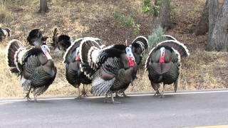 Turkeys gobbling