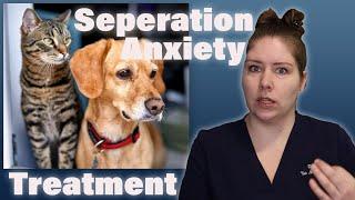 Manage Your Pet's Separation Stress Like A Pro - Tips from a Veterinarian! (Part 2)