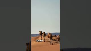 Unknown Facts About Dromedaries You Never Knew! #dromedary #fascinatingfacts  #funfacts