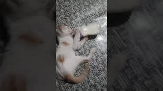 cute baby ketty cat ke bache  #short vedeod billi