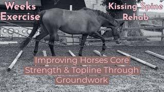 Horses Core Strength & Topline Groundwork Exercises. Kissing Spine Rehab