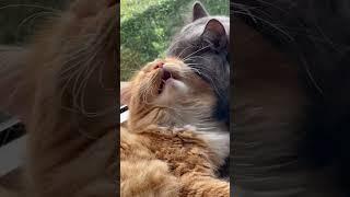 #cat #catlover #kitten #cutecat #коты