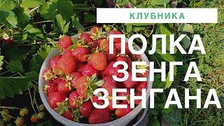 Клубника Полька и Клубника Зенга Зенгана бьёт рекорды по сбору урожая.