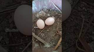 நம்ப புறா முட்டை   போட்டிடுச்சி  #bird #pigeon #yt #birdslover #videos #shorts #video #pigeons