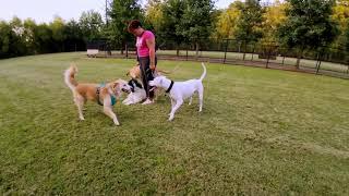 Dog Park TV The Dog Zone got dumped on again by a passing Thunderstorm, dogs loved it Humans got wet