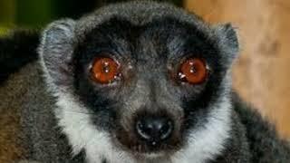 Dramatic Gray-Headed-Lemur