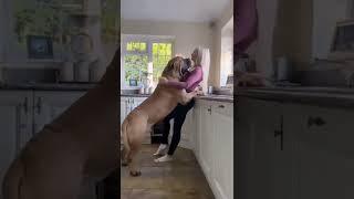 #love #dog #girl #hot #sexy #home #animals #youtube #mastiff #iloveyou ##youtubechannel #subscribe