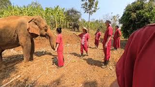 Elephant Rescue Park - Thailand