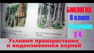 Биология 6 класс § 4 (Автор: Пасечник В.В.) Условия произрастания и видоизменения корней