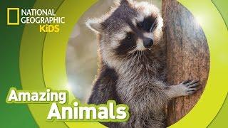 Raccoon | Amazing Animals