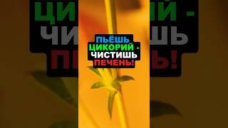 Пьешь цикорий - чистишь печень! #цикорий #здоровье #рецепты #похудение #еда #витамины #пп #суперфуд