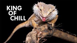 Bearded Dragon: The King of Chill