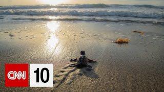 Helping sea turtles find their way home | September 23, 2024