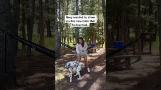 My dog learned a new trick! #dogshorts #dalmatian #dogtraining