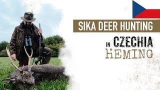 CZECH REP. | sika deer hunting in rut time