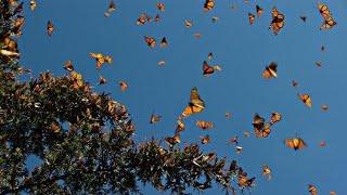 Aesthetic butterflies
