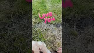 Picking our dogs up after 11 days !!!  #dogsofyoutube #suprise #missedyou #excited #viral_video 
