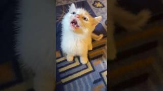 Kitten meowing to attract cats