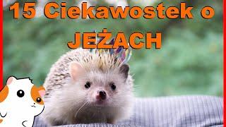 15 Ciekawostek o JEŻACH! Czy jeże jedzą JABŁKA? Jeż pigmejski i Europejski! Informacje o hodowli