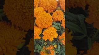ОБЯЗАТЕЛЬНО ПОСАДИТЕ ЭТИ ЦВЕТЫ #рекомендации #цветы #бархатцы #цветывсаду #цветынадаче #дача#сад#