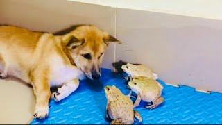 Bullfrog angry with dog, screaming frog