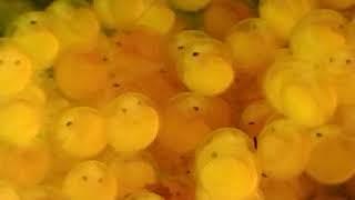 Pleco | Eggs| L183 | Mangalore | Mangaluru