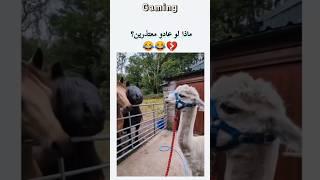 فيديو مضحك جدا 2024 | مواقف مضحكة اتحداك ما تموووت من الضحك 