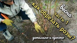 КАК ОБРЕЗАТЬ РОЗЫ или ПРАВИЛЬНАЯ ОБРЕЗКА РОЗ! Детально. Просто. Весна. ЧАСТЬ 1.