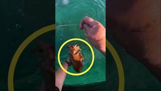 What Happened After He Touched the Squid? #shortsvideo