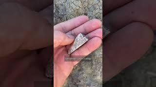 This would have been a monster tyrannosaur tooth!