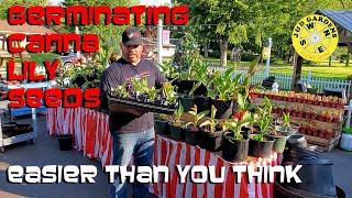 Germinating - Propagating Canna Lilies From Seeds 2021