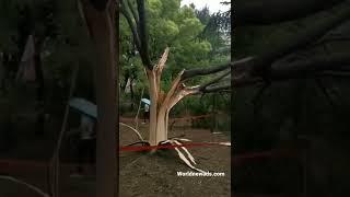 Τree struck by lightning!