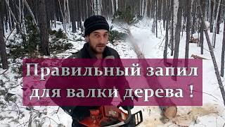 Правильный валочный запил дерева для  валки Как правильно валить деревья бензопилой? Видео с вахты