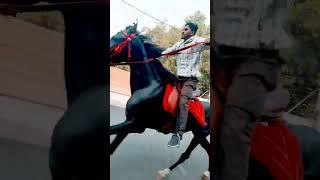 rustam #hoursepower #horseradish 9346999767