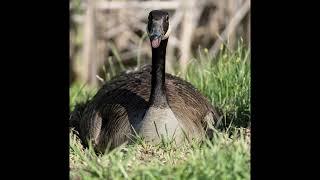 PhotoHunter Video Album: A Goose and Some Ducks