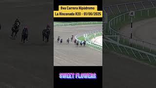 SWEET FLOWERS - 8va Carrera Hipódromo La Rinconada R20 #foryou #inh #hipismo #caballos #parati